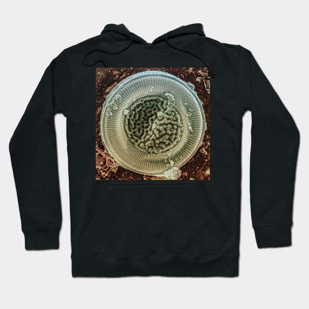 Diatom - Cyclotella litoralis (external, platinum) Hoodie by DiatomsATTACK